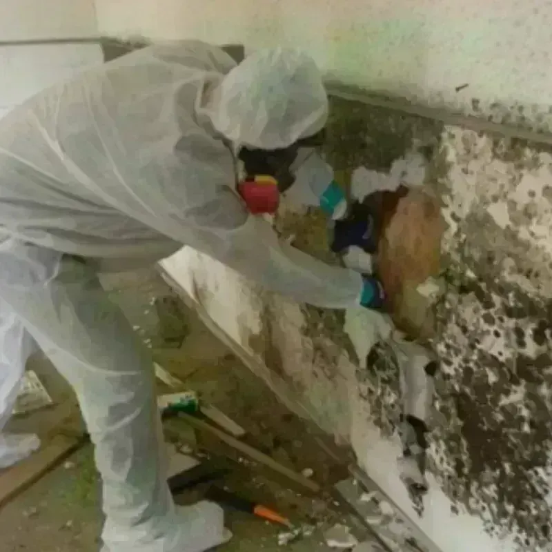 Mold Remediation and Removal in Freeport, TX